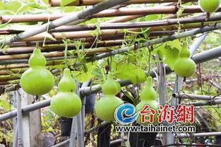 吃葫芦瓜视频,视频揭秘家常烹饪秘诀