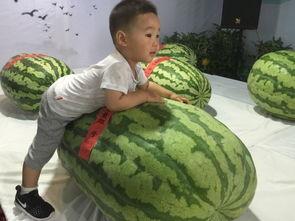 平谷吃瓜群众事件