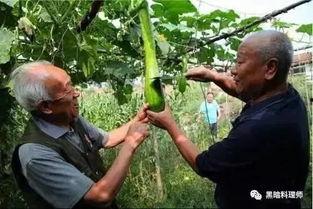 农村大哥吃瓜视频,趣味视频走红网络