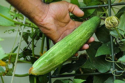 梦见别人摘瓜切瓜吃,瓜熟蒂落，共享瓜香