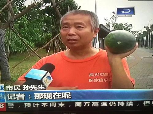 夏天吃瓜群众热点,瓜界新宠，哪款瓜最解暑？