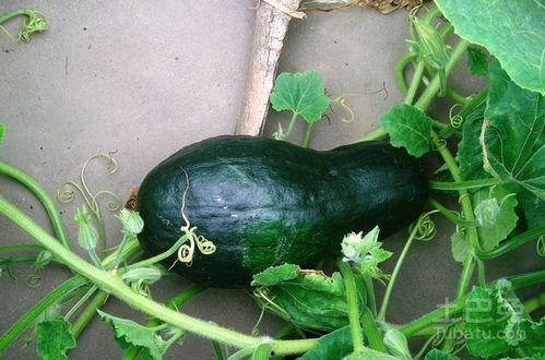 asu的图片吃瓜,一场视觉与味蕾的双重盛宴