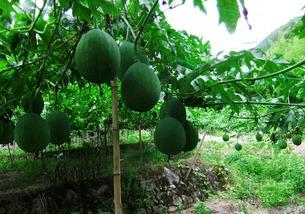 吃吊瓜长肉不,美味与健康的双重享受