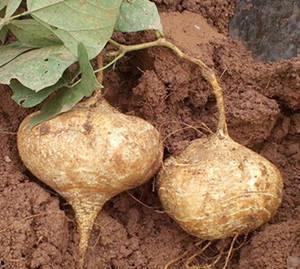 土瓜糖人可以吃吗