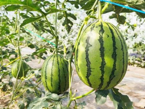 系统吃瓜甜文,系统吃瓜甜文，带你领略甜蜜人生