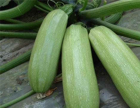 月子掌瓜可以吃吗,月子期间适宜食用的掌瓜食谱分享