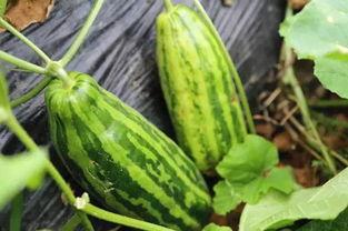 吃瓜有个大瓜,吃瓜群众惊爆大瓜背后的真相