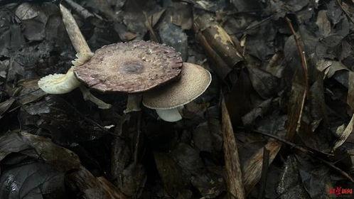 量子吃瓜菌,揭秘量子世界中的神秘“吃瓜”现象
