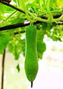 奇异的瓜怎么吃,独特食用方法大揭秘